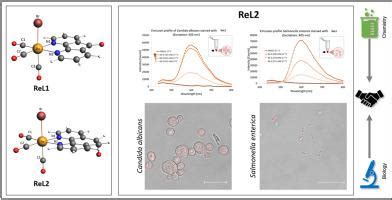Exploring rhenium (I) complexes as potential fluorophores.